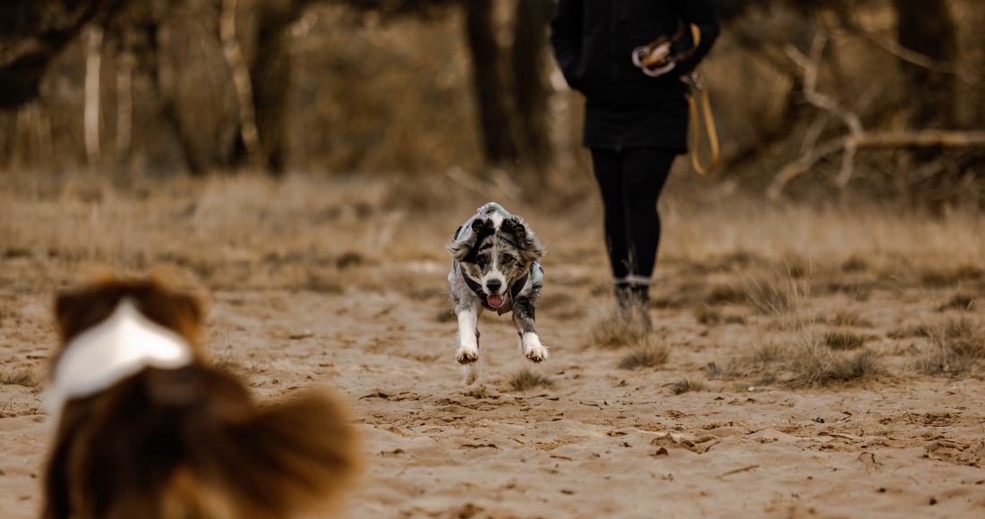 SozialSicher 
